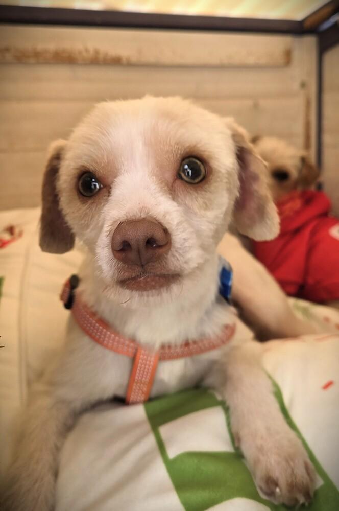Heathcliff, Adoptable, Adult Male Terrier & Dachshund.