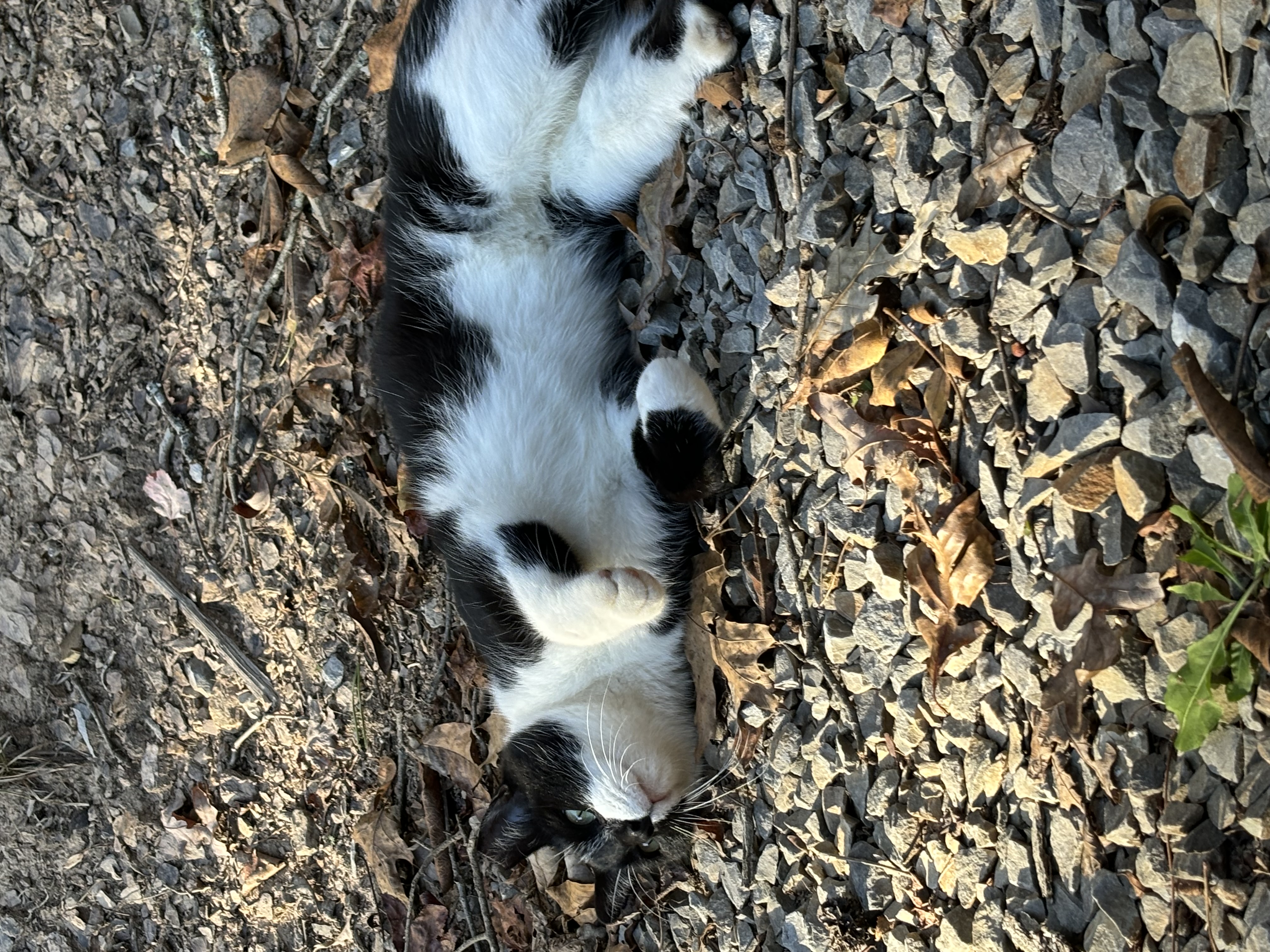 Enlarge Sweet Pea, a Adopted Tuxedo in Rogersville, TN image 1/6