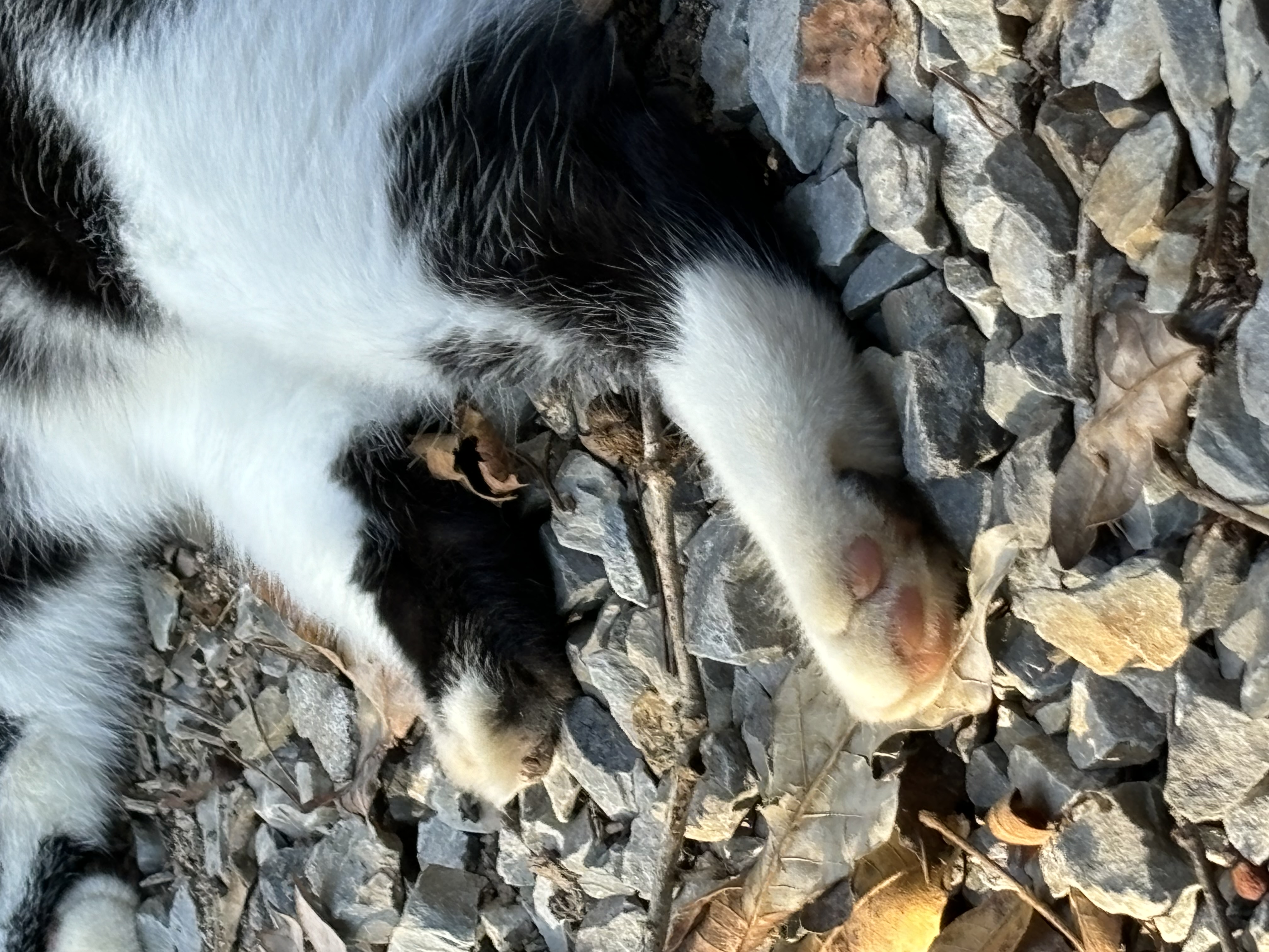 Enlarge Sweet Pea, a Adopted Tuxedo in Rogersville, TN image 2/6