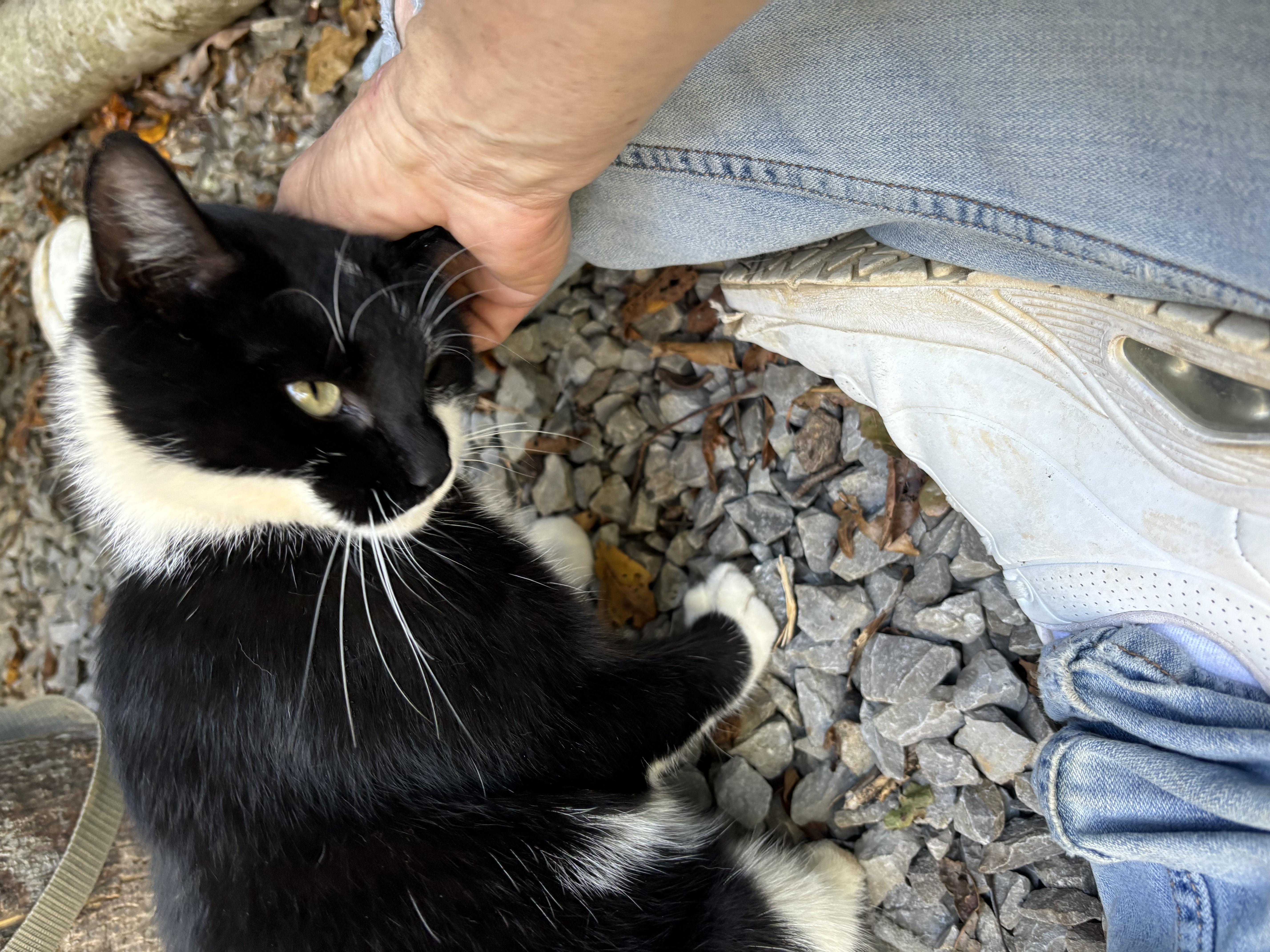 Enlarge Sweet Pea, a Adopted Tuxedo in Rogersville, TN image 4/6