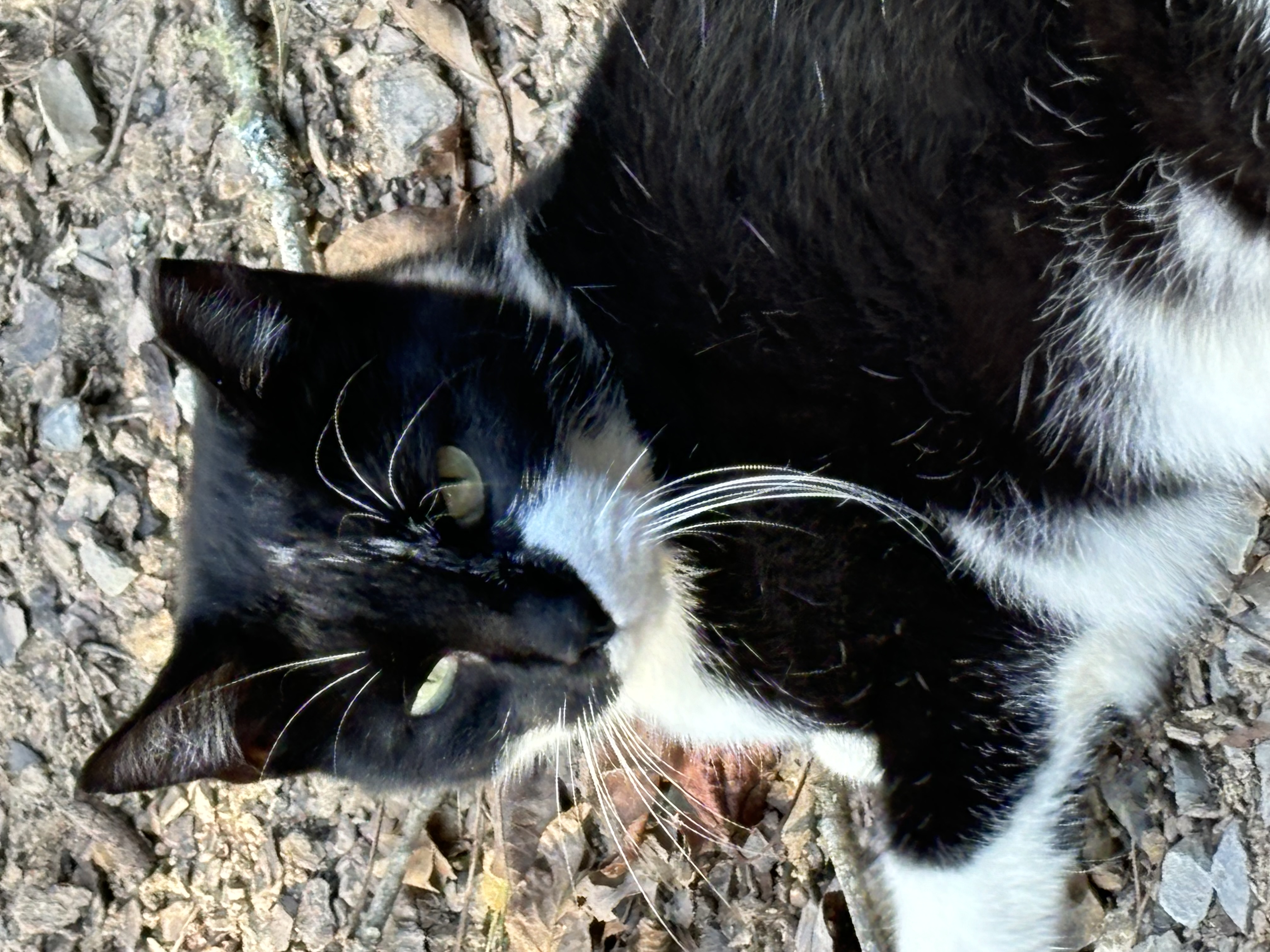 Enlarge Sweet Pea, a Adopted Tuxedo in Rogersville, TN image 5/6