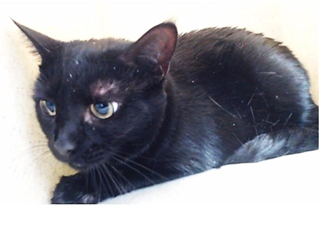 LUNA, Adoptable, Adult Female Domestic Short Hair.