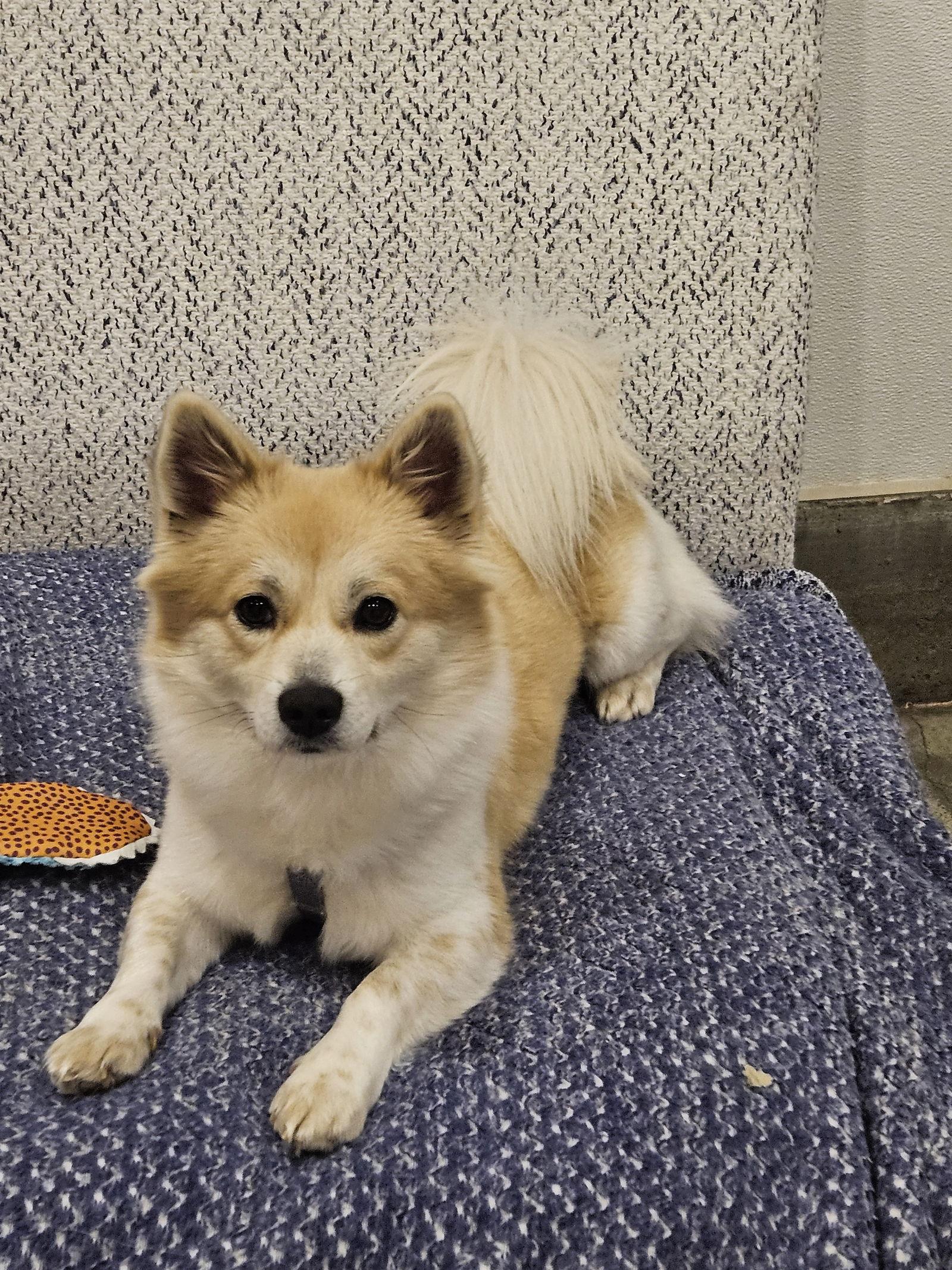 SERI, Adoptable, Young Female Pomeranian & Shiba Inu.