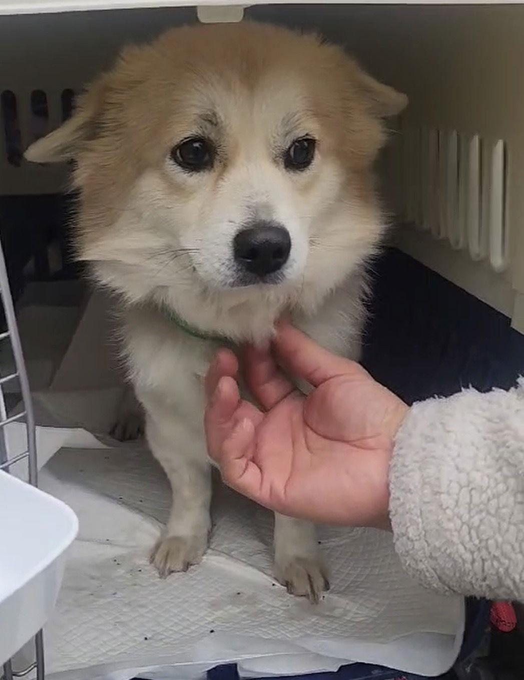 Enlarge SERI, a Adoptable mixed breed in Agoura Hills, CA image 2/2