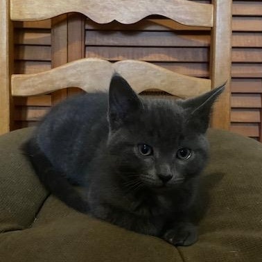 Enlarge Canolo, a Adoptable Domestic Short Hair in Montreal, QC image 2/6