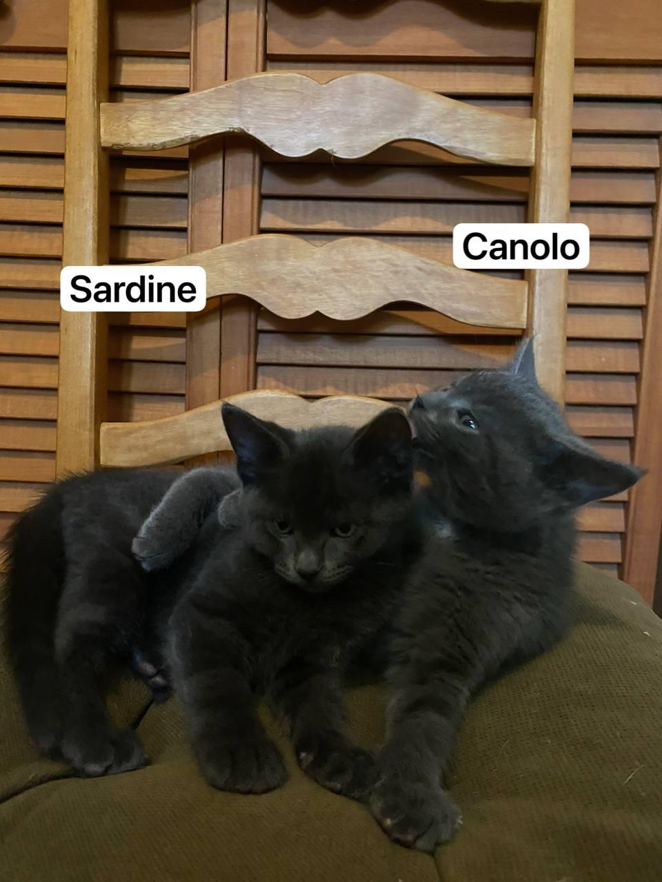 Enlarge Canolo, a Adoptable Domestic Short Hair in Montreal, QC image 4/6