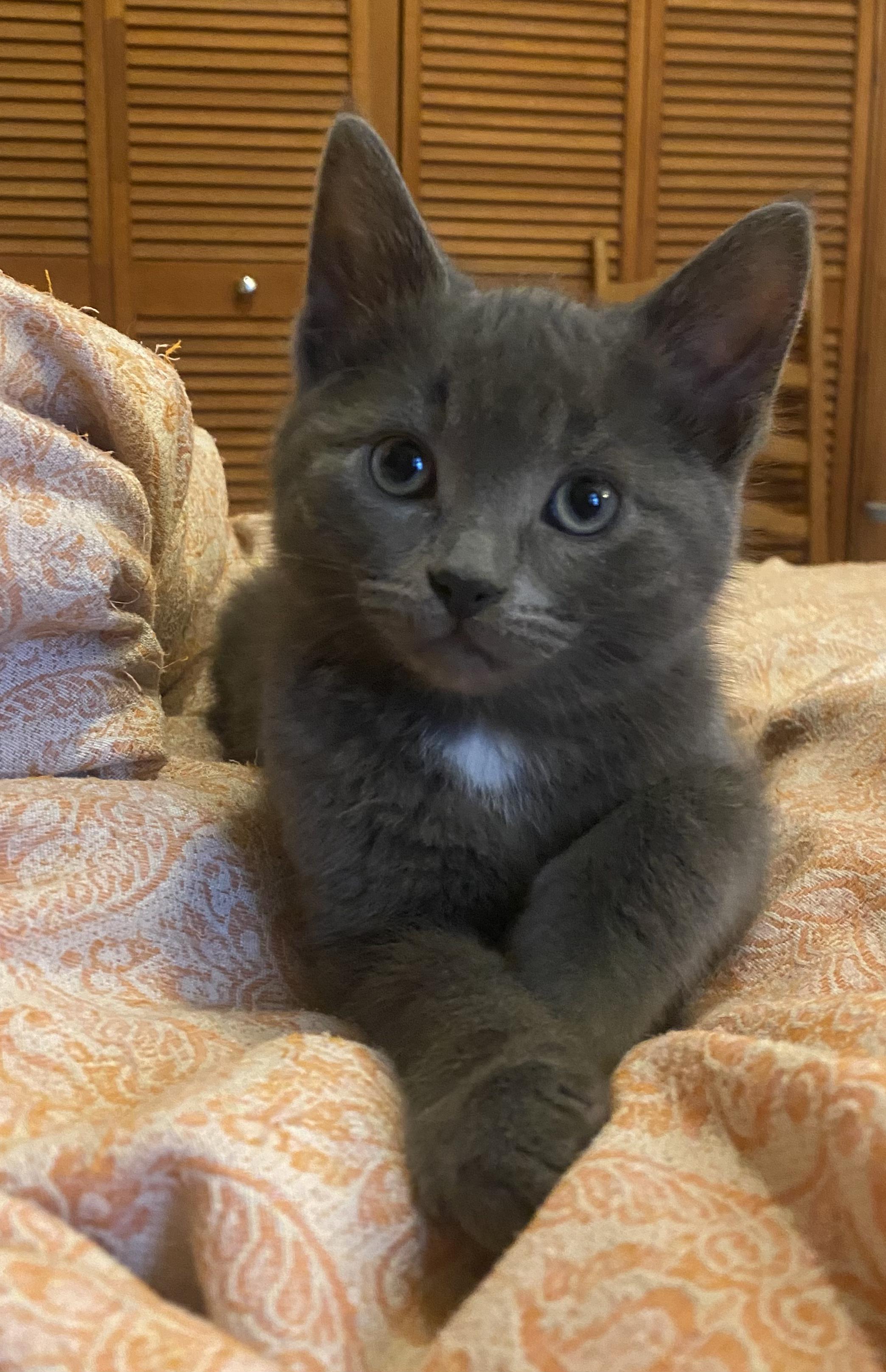 Canolo, Adoptable, Kitten Male Domestic Short Hair.