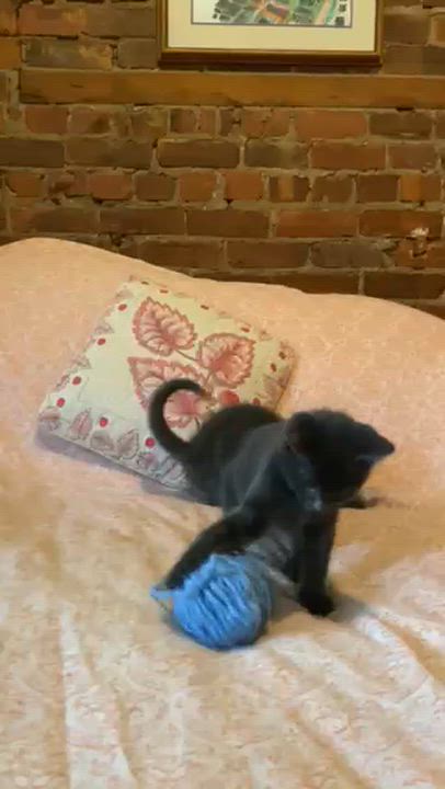 Enlarge Canolo, a Adoptable Domestic Short Hair in Montreal, QC video 6/6