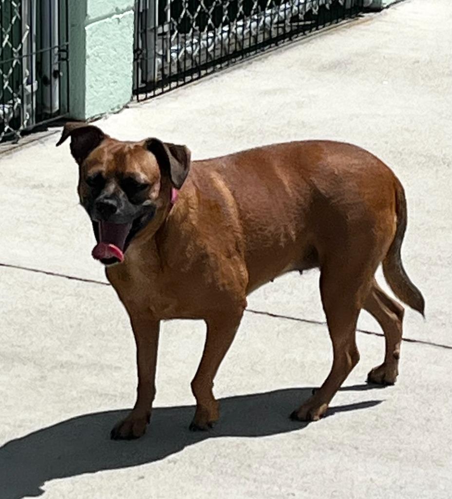 Enlarge Daisy Mae (Sweeter Mae), a Adopted mixed breed in Blountville, TN image 1/6