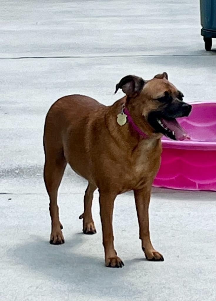 Enlarge Daisy Mae (Sweeter Mae), a Adopted mixed breed in Blountville, TN image 2/6