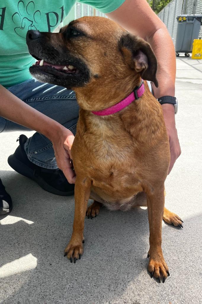 Enlarge Daisy Mae (Sweeter Mae), a Adopted mixed breed in Blountville, TN image 3/6