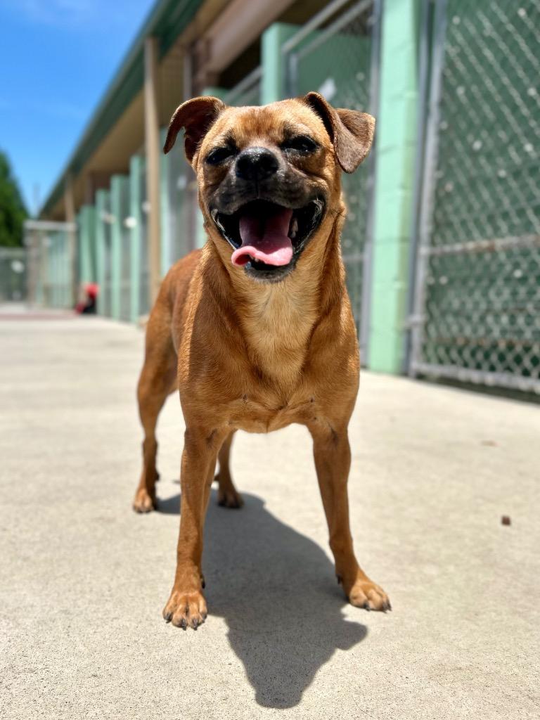 Enlarge Daisy Mae (Sweeter Mae), a Adopted mixed breed in Blountville, TN image 4/6