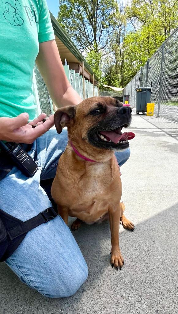 Enlarge Daisy Mae (Sweeter Mae), a Adopted mixed breed in Blountville, TN image 5/6