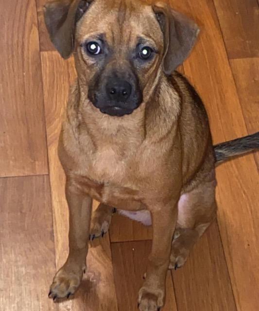 Enlarge Daisy Mae (Sweeter Mae), a Adopted mixed breed in Blountville, TN image 6/6
