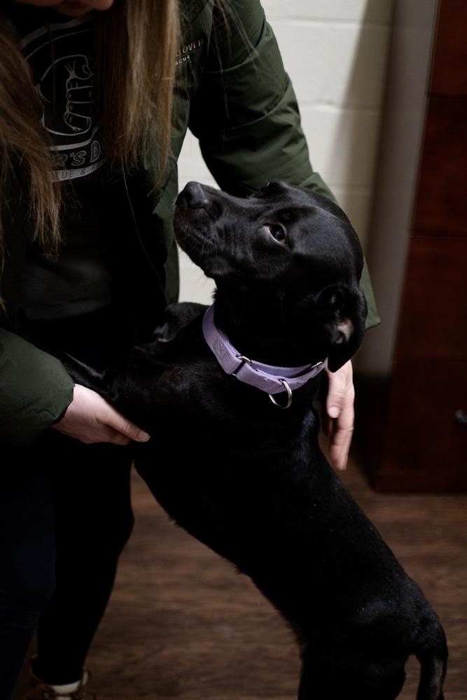 Luna, Adoptable, Adult Female Pit Bull Terrier.