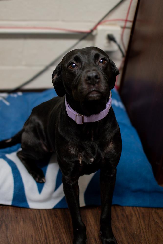 Enlarge Luna, a Adoptable mixed breed in Frankfort, NY image 2/4