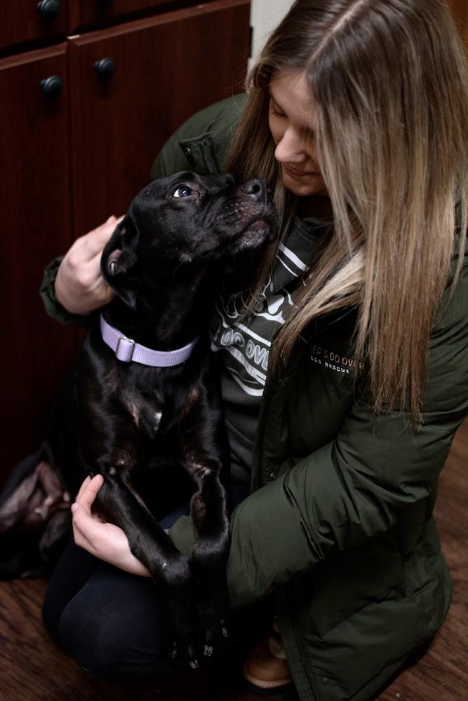 Enlarge Luna, a Adoptable mixed breed in Frankfort, NY image 3/4