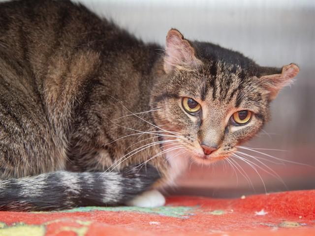 Enlarge DON CARLOS, a Adoptable Domestic Short Hair in Phoenix, AZ image 1/1