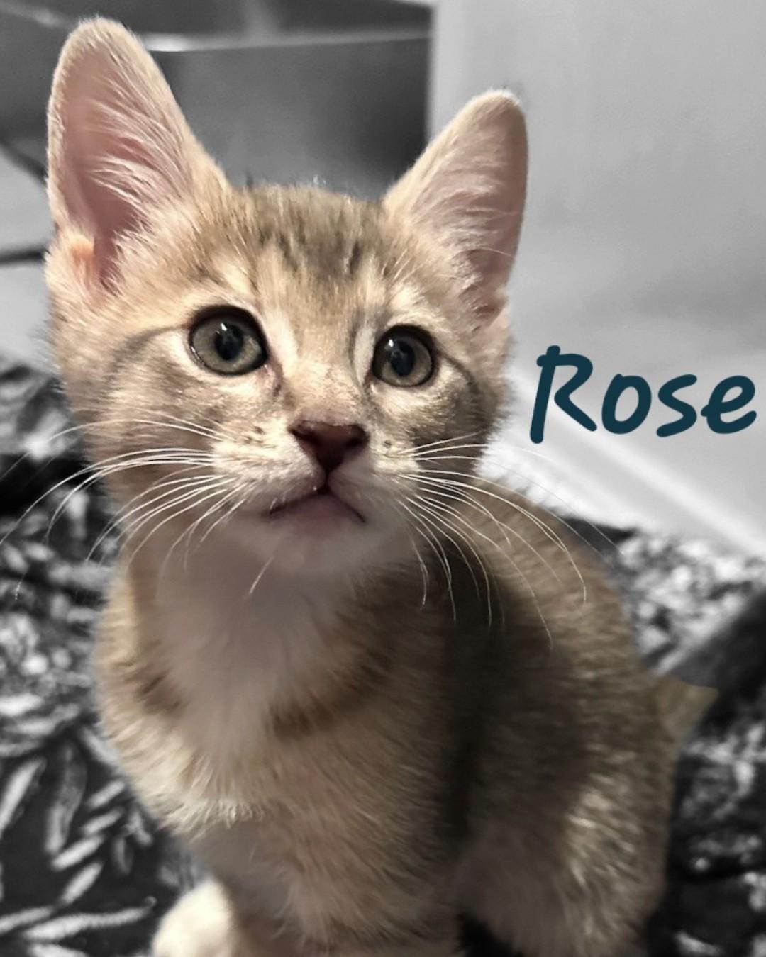 ROSE, Adoptable, Kitten Female Domestic Short Hair.