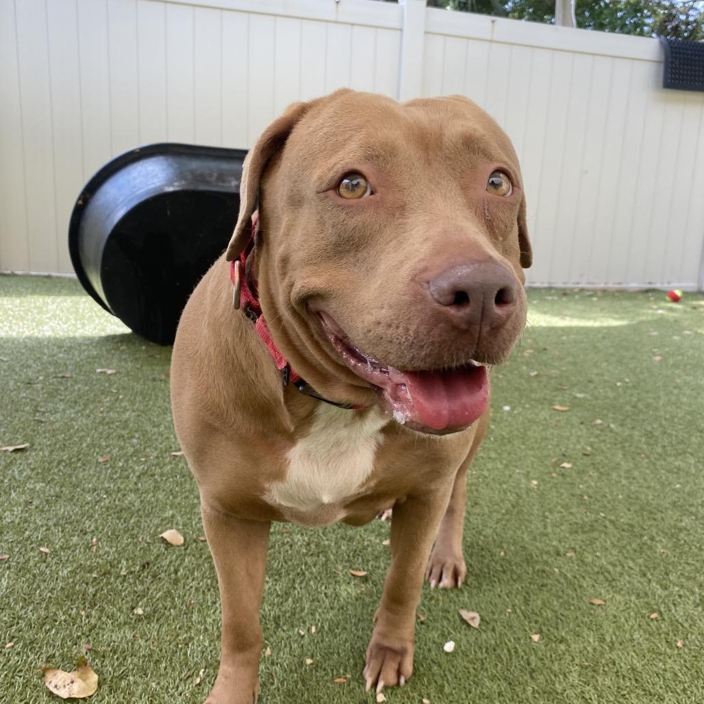 Enlarge Tessa, a Adoptable mixed breed in Titusville, FL image 1/6