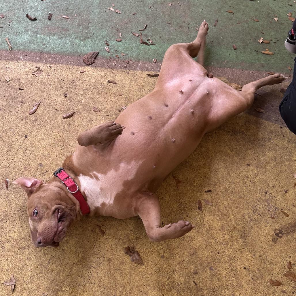 Enlarge Tessa, a Adoptable mixed breed in Titusville, FL image 3/6