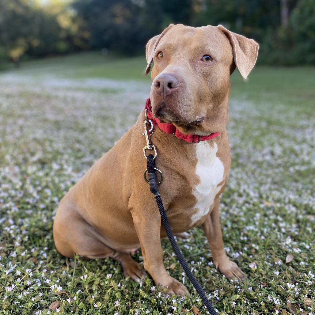 Enlarge Tessa, a Adoptable mixed breed in Titusville, FL image 4/6