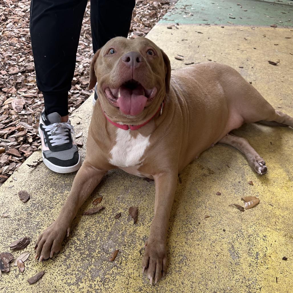 Enlarge Tessa, a Adoptable mixed breed in Titusville, FL image 5/6