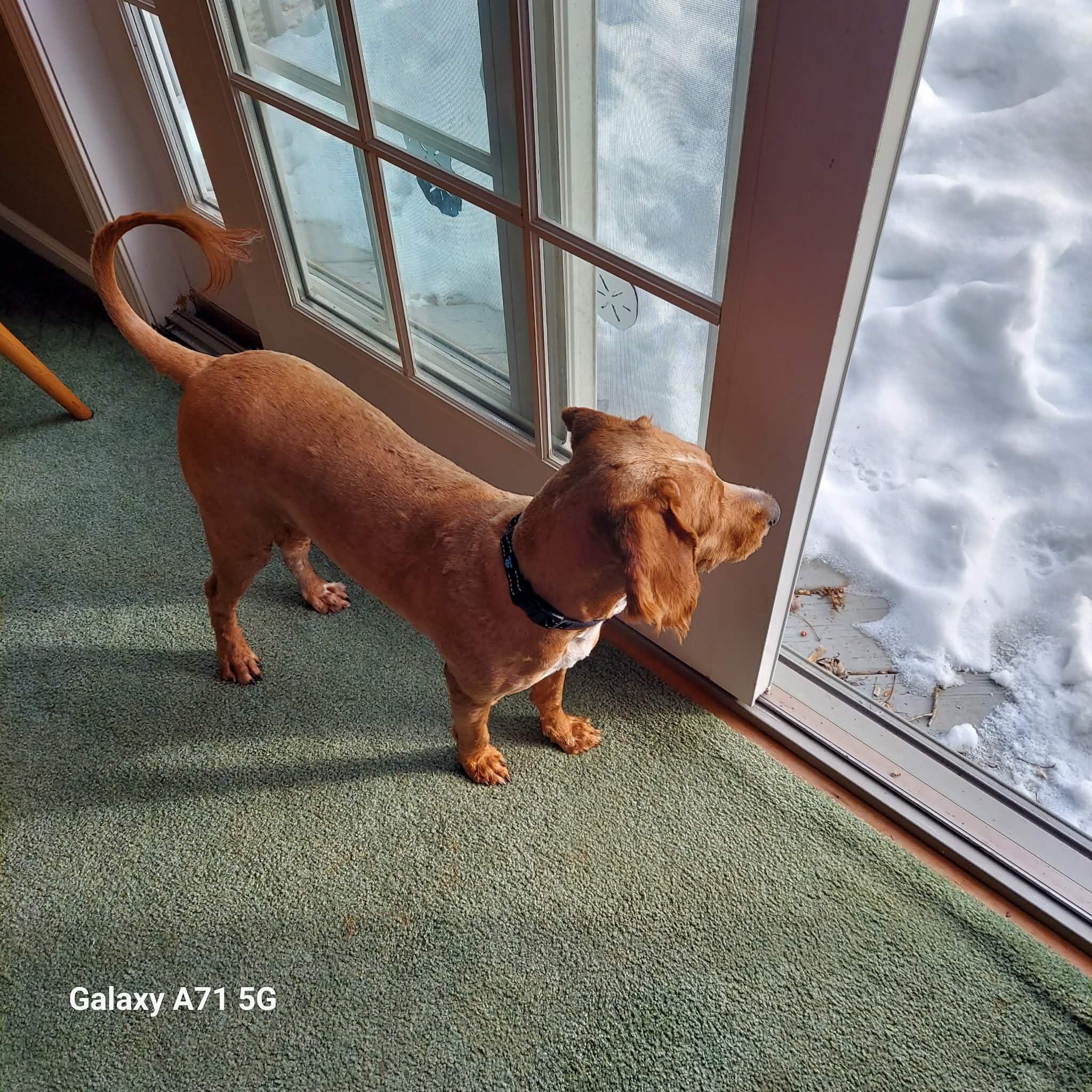 Enlarge Barkley, a ADOPTABLE Mixed Breed in Rochester , NY image 3/4