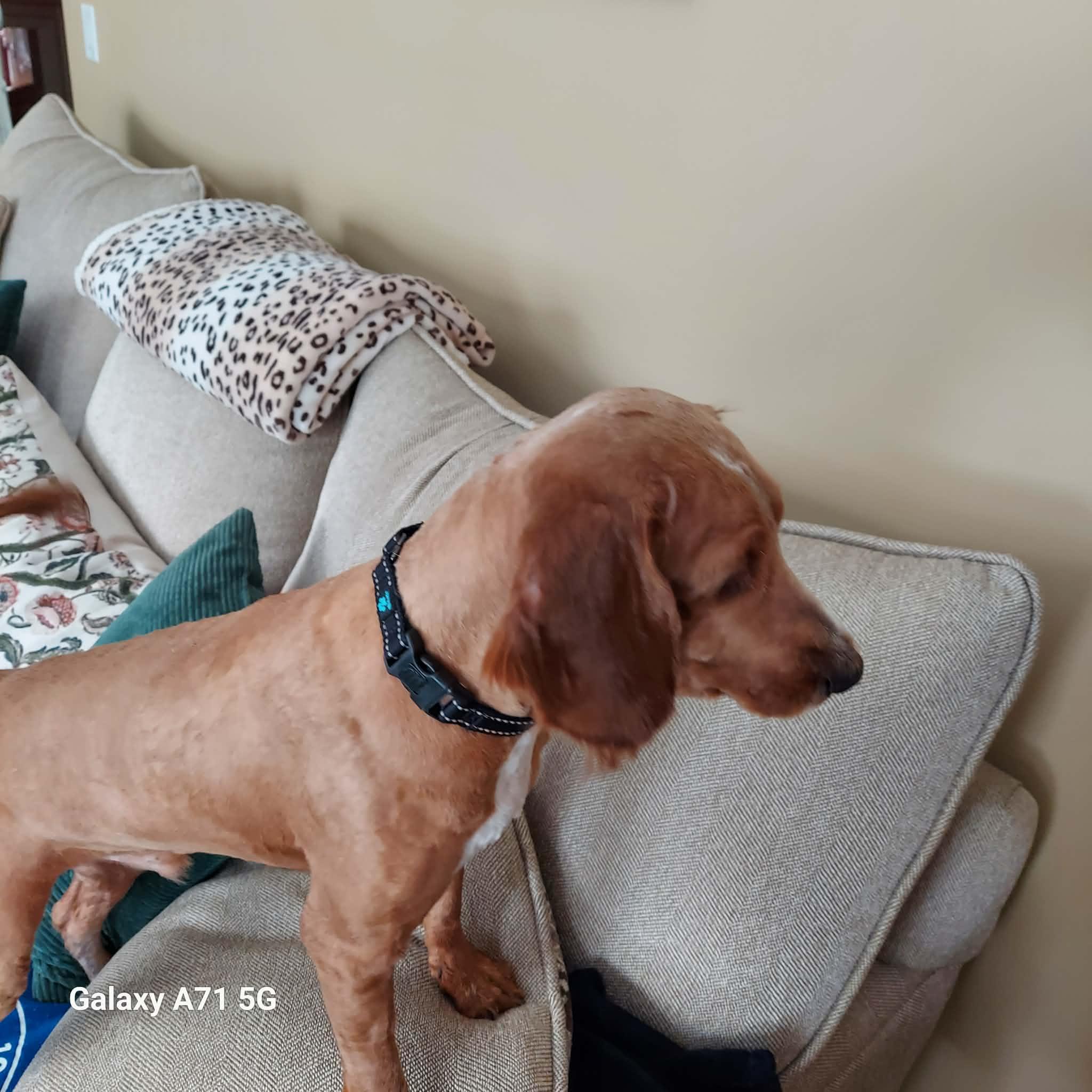 Enlarge Barkley, a ADOPTABLE Mixed Breed in Rochester , NY image 2/4