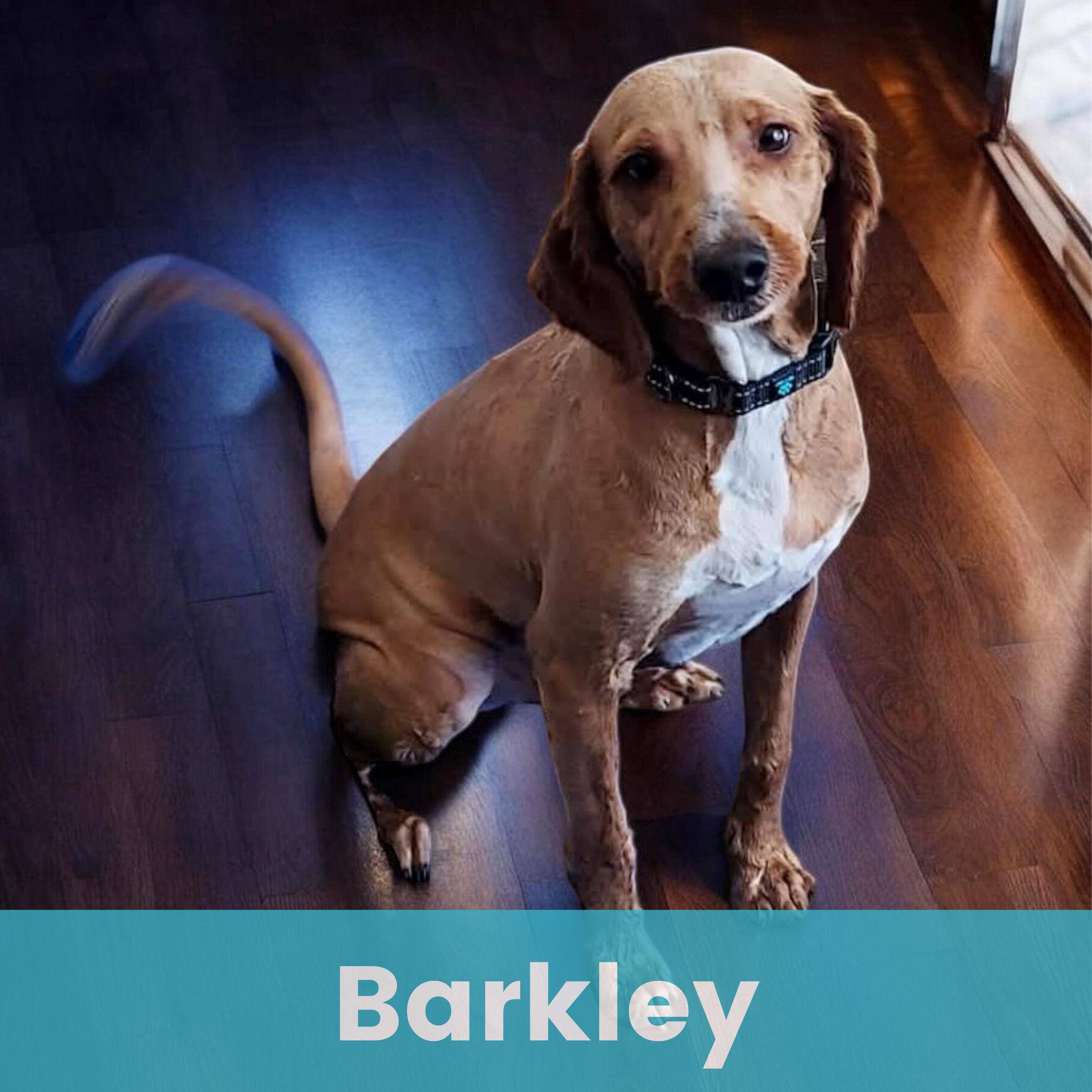 Barkley, ADOPTABLE, Young Male Mixed Breed.