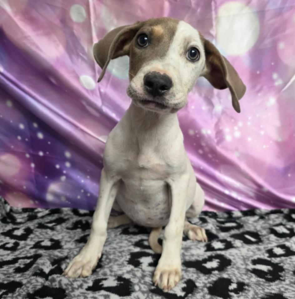 Enlarge Breeze, a Adoptable mixed breed in Sedalia, CO image 1/4