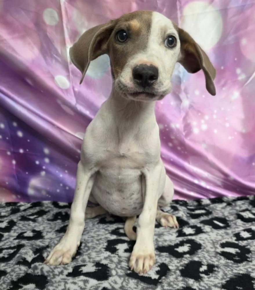 Enlarge Breeze, a Adoptable mixed breed in Sedalia, CO image 2/4