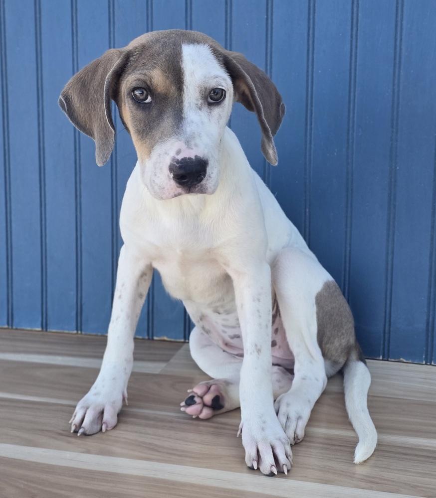 Enlarge Breeze, a Adoptable mixed breed in Sedalia, CO image 3/4