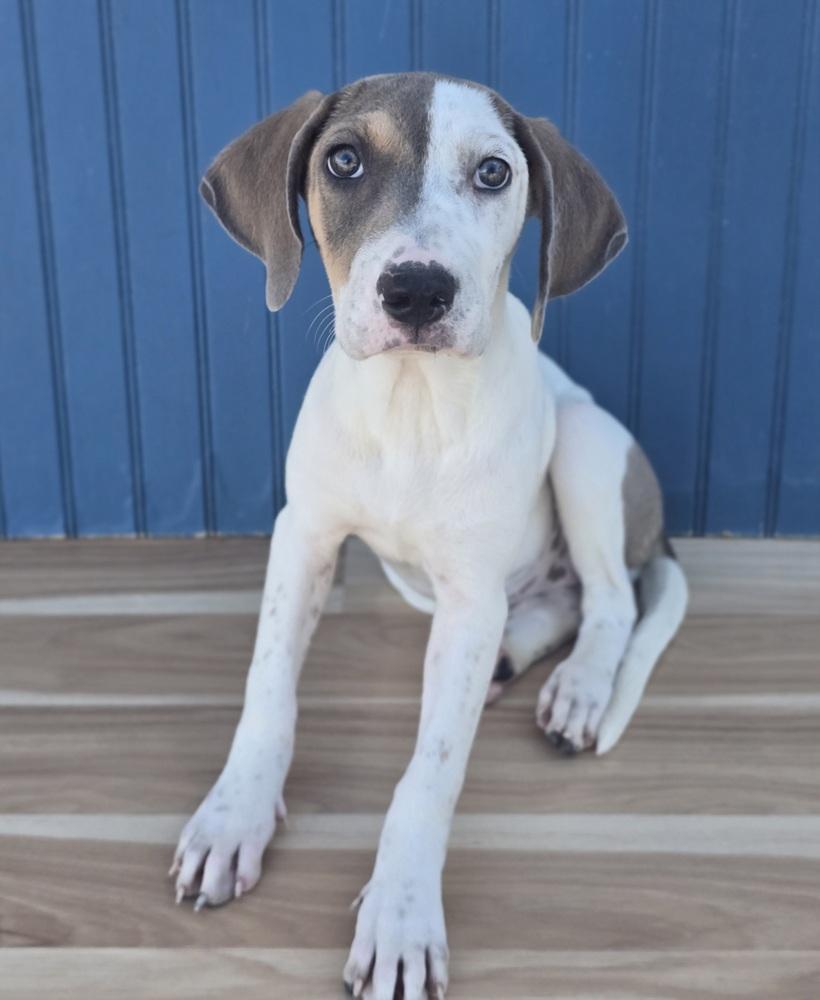 Enlarge Breeze, a Adoptable mixed breed in Sedalia, CO image 4/4