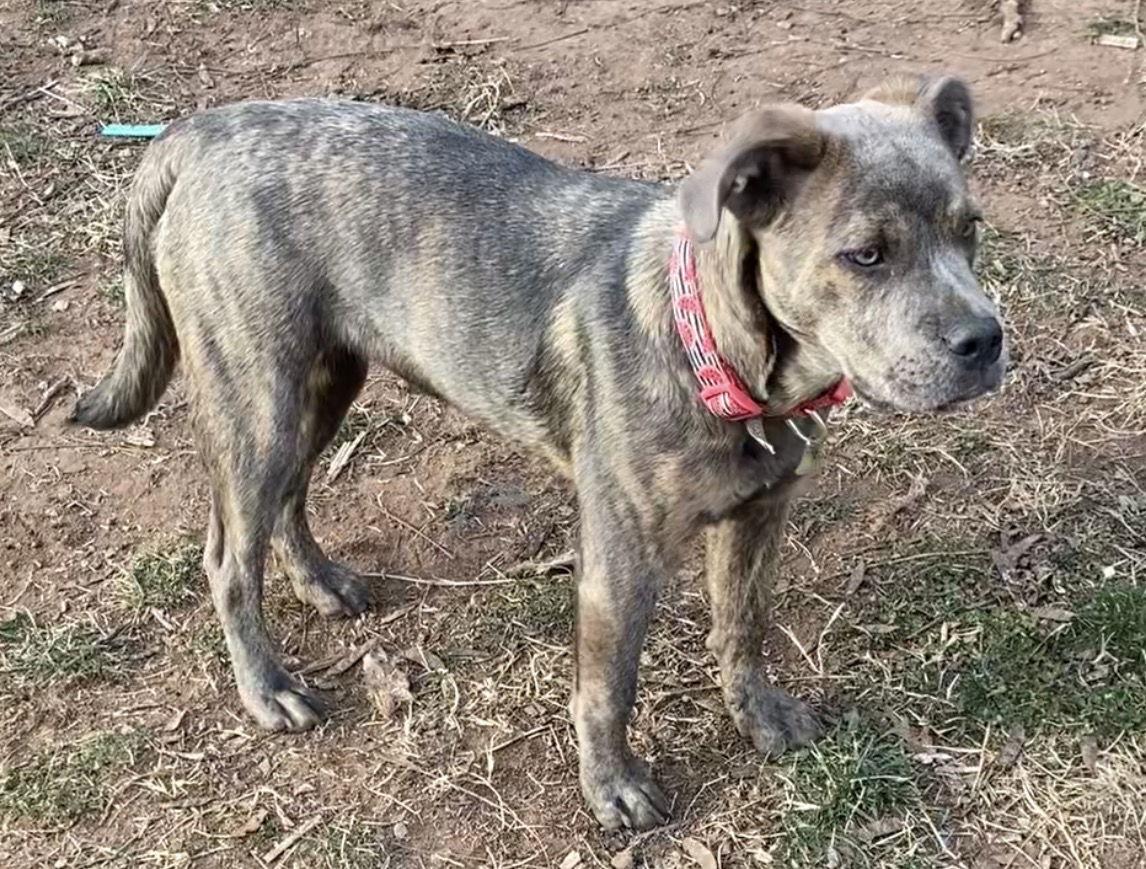 Ruby — thumbnail 2