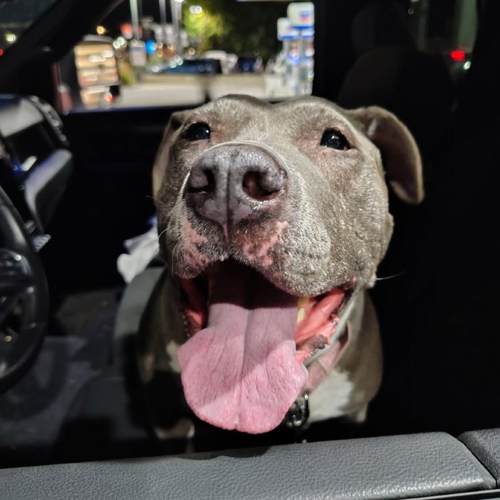 Enlarge Hattie, a Adoptable mixed breed in Salt Lake City, UT image 5/5