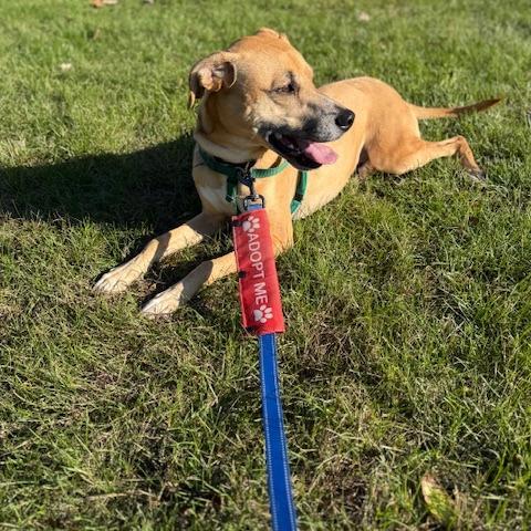 Enlarge Ruckus, a Adoptable mixed breed in South Elgin, IL image 1/6