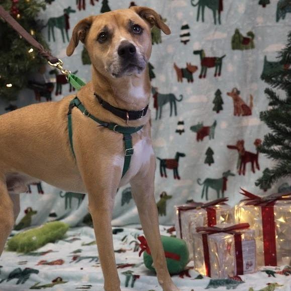 Enlarge Ruckus, a Adoptable mixed breed in South Elgin, IL image 2/6