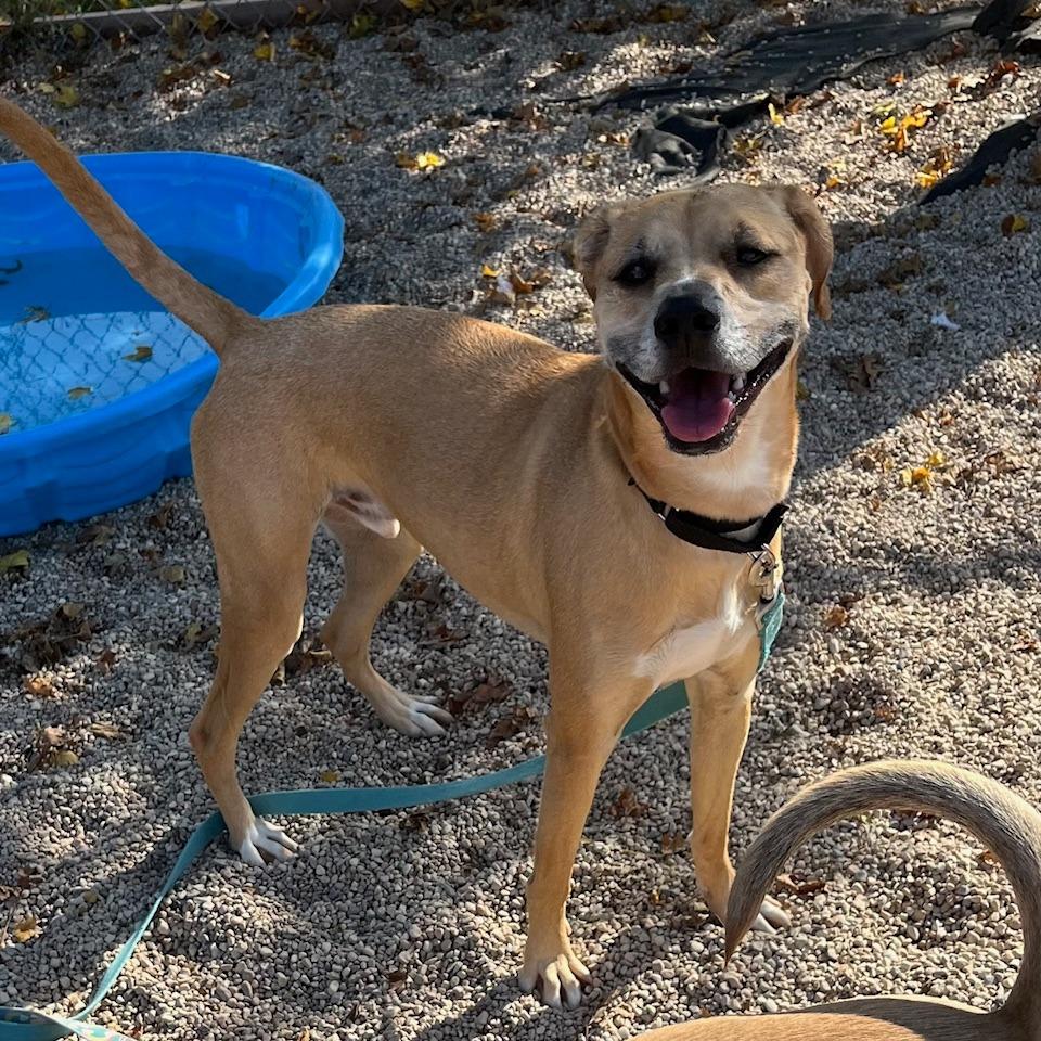 Enlarge Ruckus, a Adoptable mixed breed in South Elgin, IL image 3/6