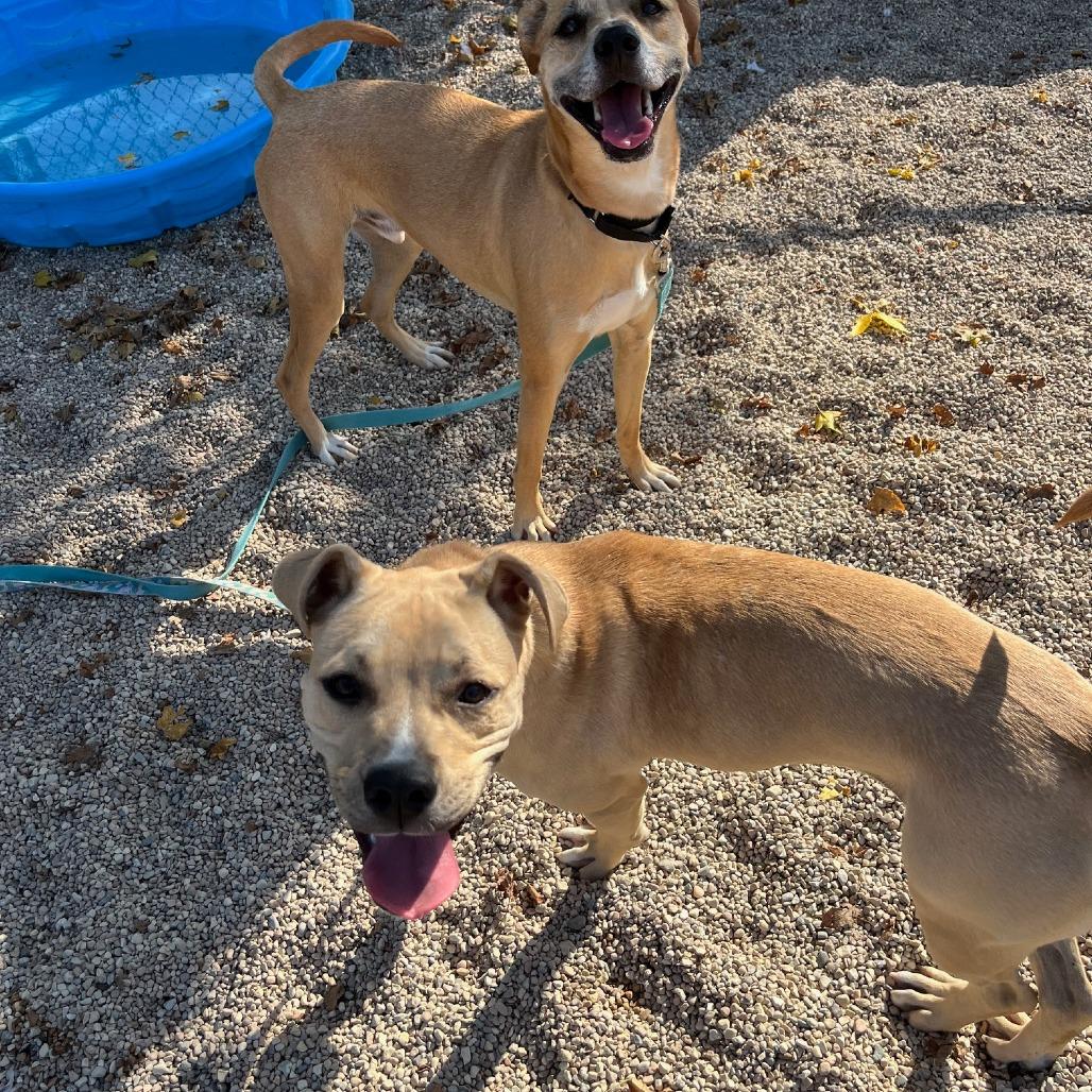 Enlarge Ruckus, a Adoptable mixed breed in South Elgin, IL image 4/6