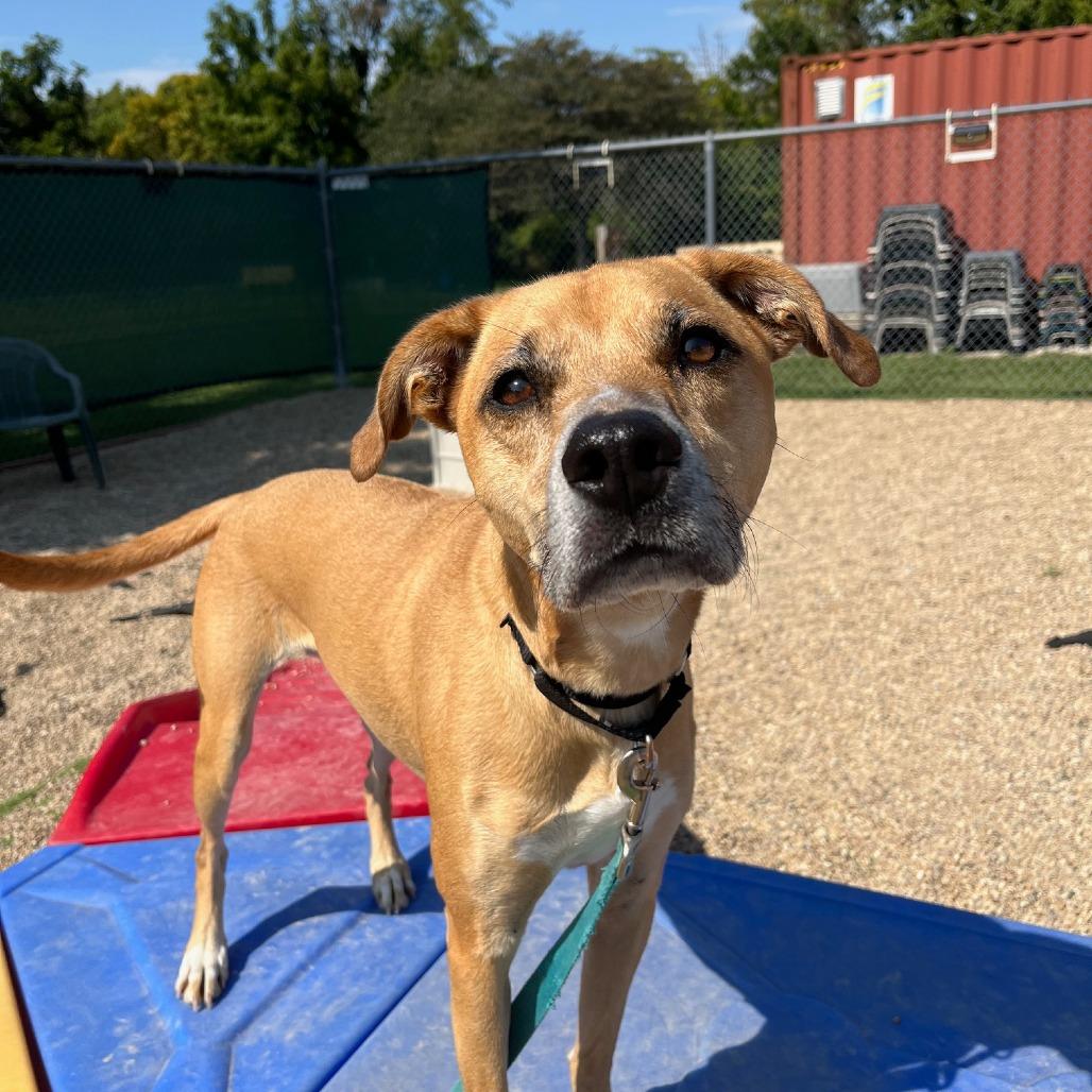 Enlarge Ruckus, a Adoptable mixed breed in South Elgin, IL image 5/6