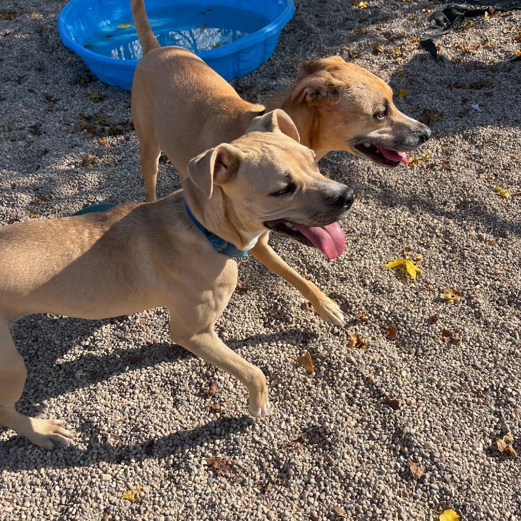 Enlarge Ruckus, a Adoptable mixed breed in South Elgin, IL image 6/6