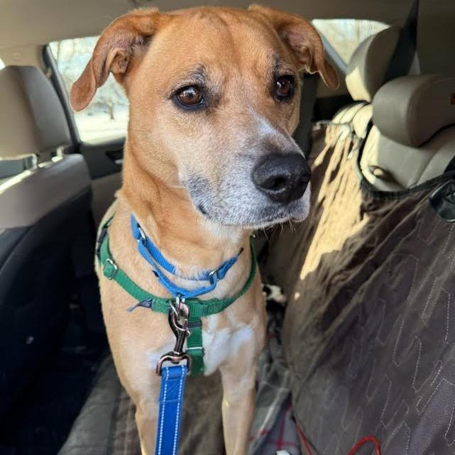 Ruckus, a Adoptable mixed breed in South Elgin, IL image 6/6