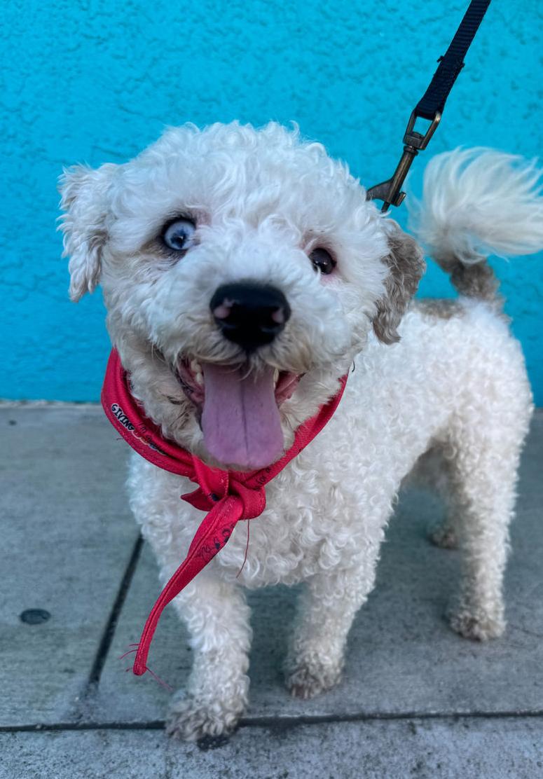 Brody, ADOPTABLE, Young Male Poodle.