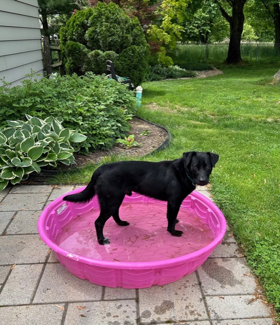 Enlarge Blake, a Adopted Labrador Retriever in Williamstown, NJ image 3/5