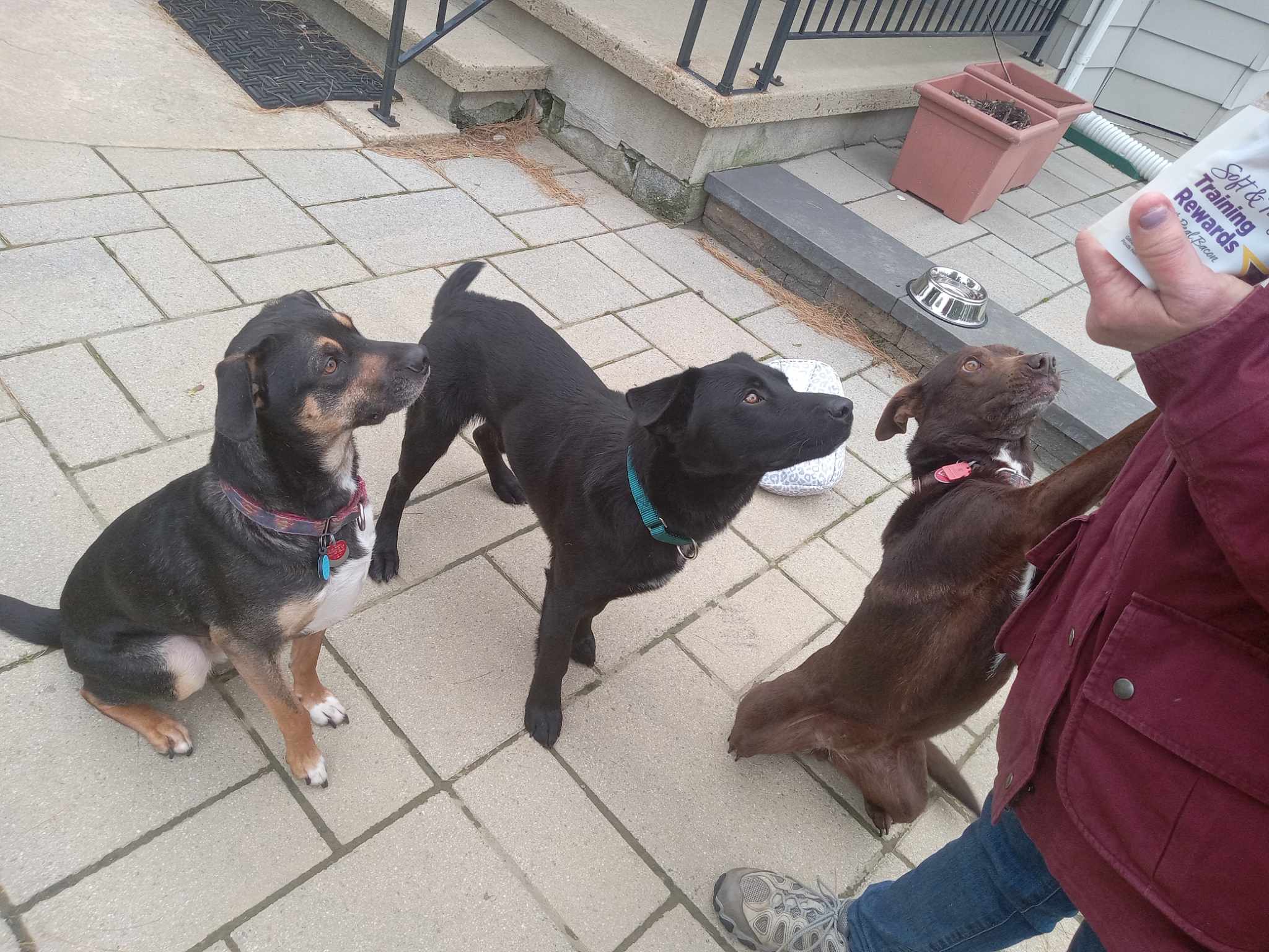 Enlarge Blake, a Adopted Labrador Retriever in Williamstown, NJ image 4/5