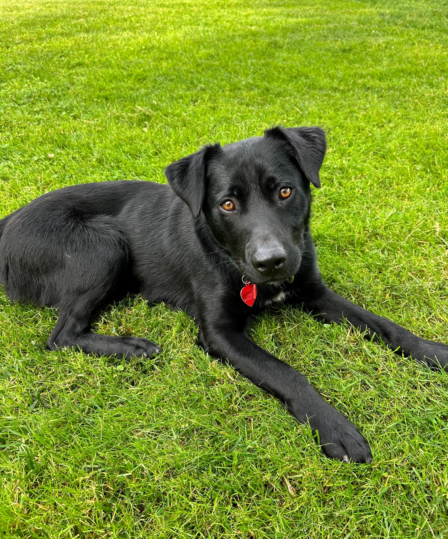 Enlarge Blake, a Adopted Labrador Retriever in Williamstown, NJ image 2/5