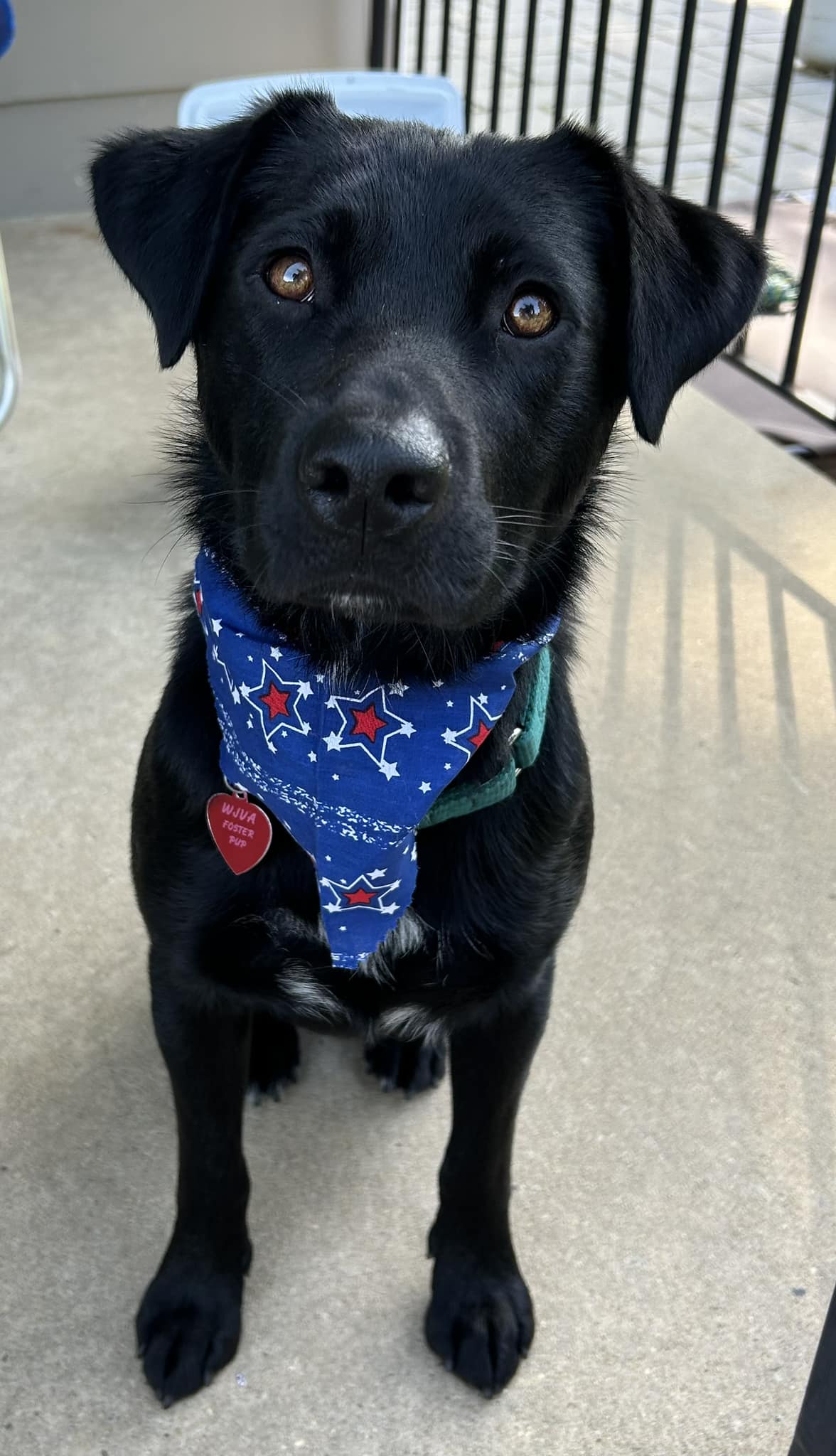 Blake, Adopted, Young Male Labrador Retriever.