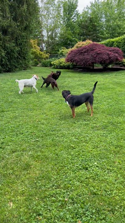 Enlarge Blake, a Adopted Labrador Retriever in Williamstown, NJ video 5/5