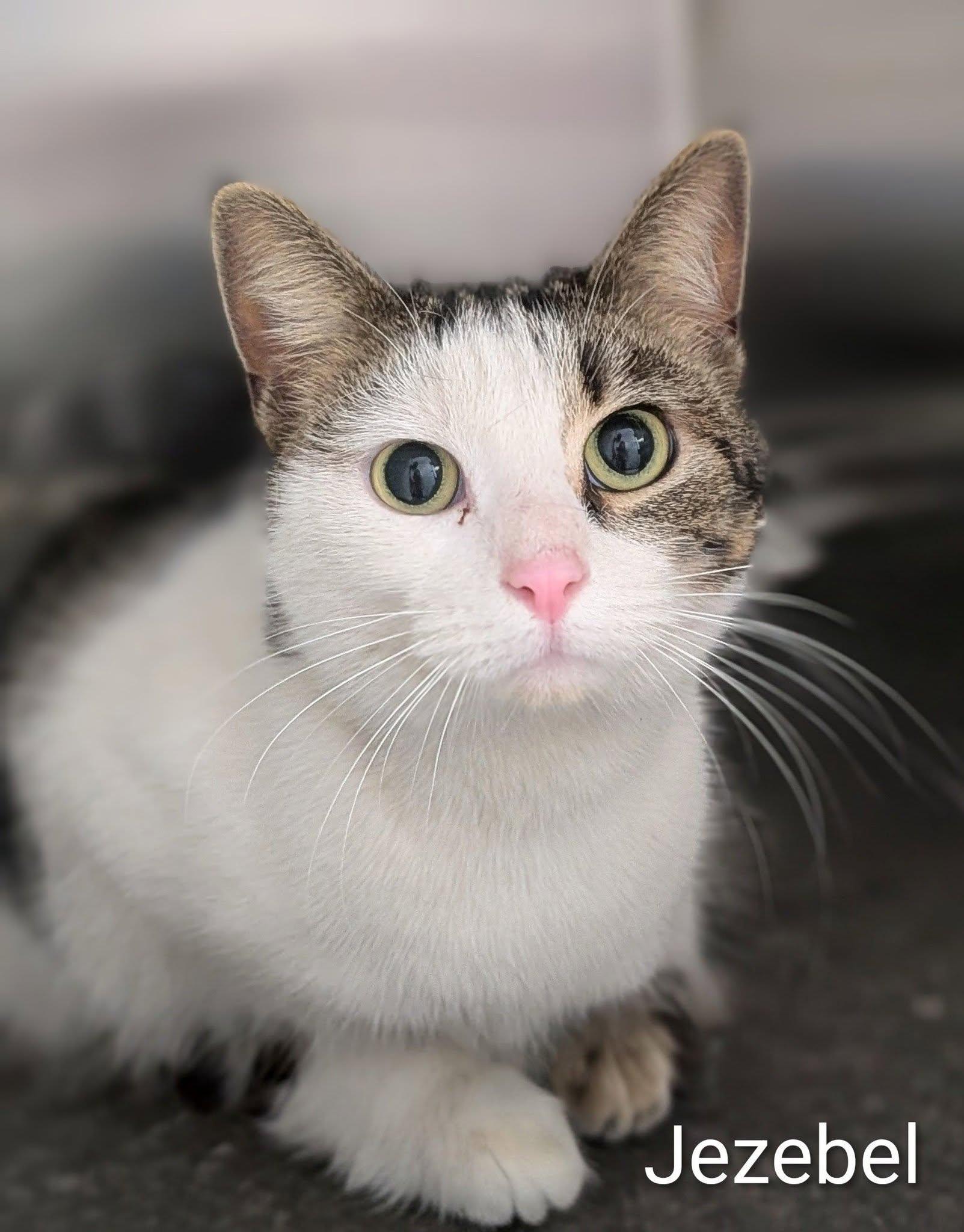 Enlarge Jezebell, an adopted Domestic Short Hair in Flint, MI image 1/1
